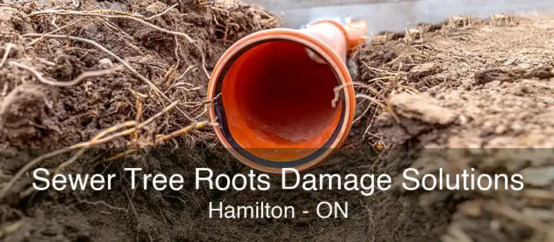 Sewer Tree Roots Damage Solutions Hamilton - ON