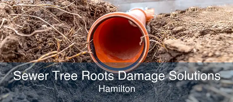 Sewer Tree Roots Damage Solutions Hamilton
